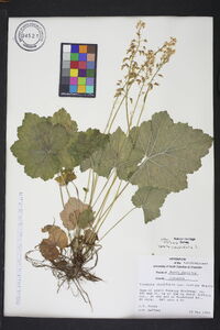 Tiarella cordifolia image