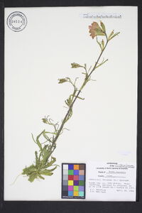 Castilleja coccinea image