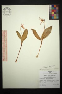 Erythronium americanum subsp. americanum image