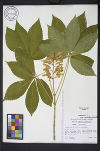 Aesculus sylvatica image