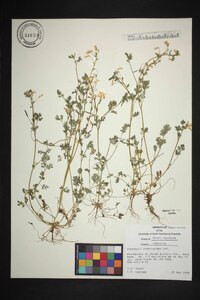 Corydalis flavula image