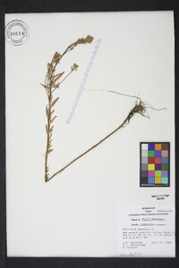 Oenothera perennis image