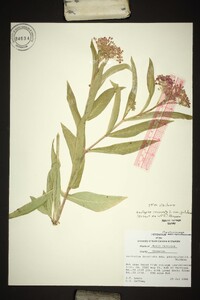 Asclepias incarnata var. pulchra image