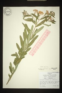 Asclepias tuberosa var. tuberosa image