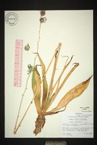 Manfreda virginica image