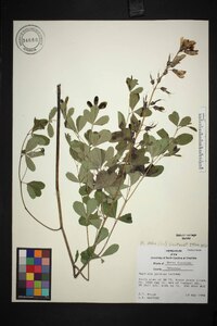 Baptisia alba image