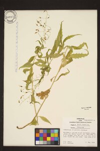 Campanula divaricata image