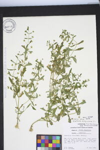 Gratiola virginiana image