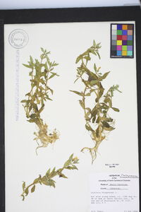 Gratiola virginiana image