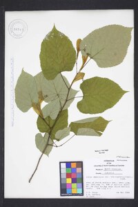 Tilia americana var. heterophylla image