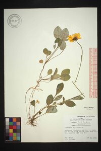 Coreopsis auriculata image