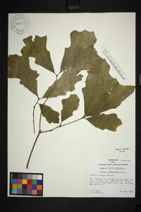 Quercus lyrata image