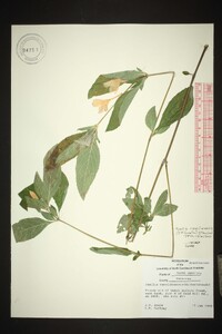 Ruellia caroliniensis image