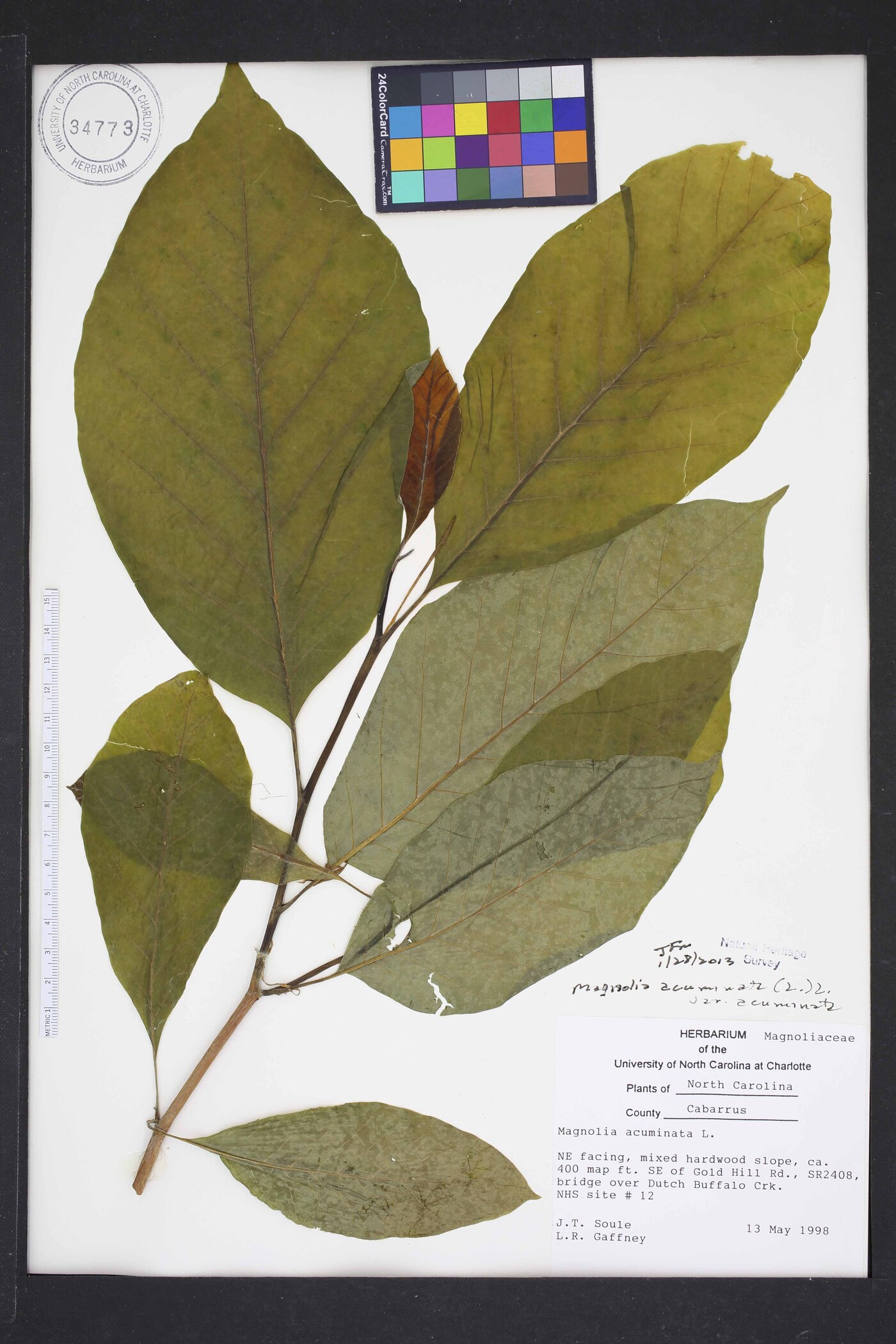 Magnolia acuminata var. acuminata image