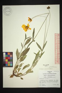 Coreopsis auriculata image