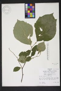 Styrax grandifolius image