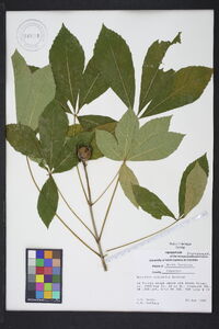 Aesculus sylvatica image