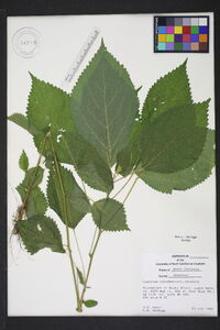 Laportea canadensis image