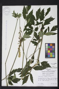 Actaea racemosa image