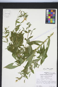 Mimulus ringens var. ringens image