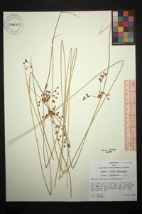 Juncus coriaceus image