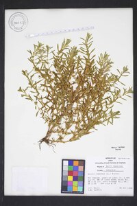 Rotala ramosior image