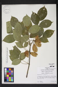 Staphylea trifolia image