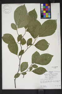 Styrax grandifolius image