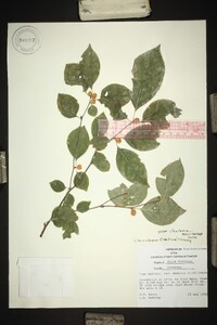 Ilex ambigua image