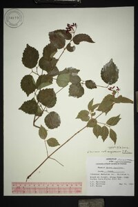 Viburnum rafinesqueanum image