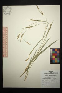 Carex flaccosperma image