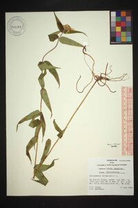 Helianthus divaricatus image