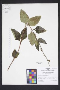 Salvia urticifolia image