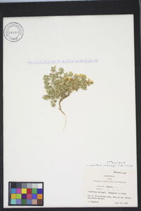 Image of Linanthus melingii