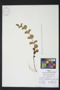 Lysimachia nummularia image