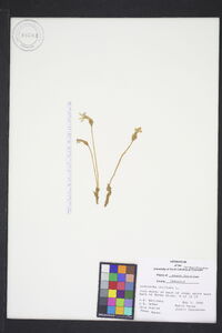 Orobanche uniflora image