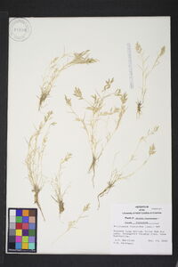 Eragrostis hypnoides image