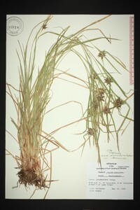 Carex intumescens var. intumescens image