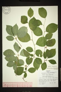 Ilex ambigua image