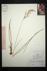 Juncus biflorus image