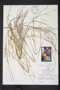 Schizachyrium scoparium var. scoparium image