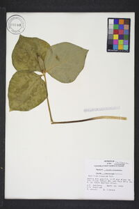 Trillium cuneatum image