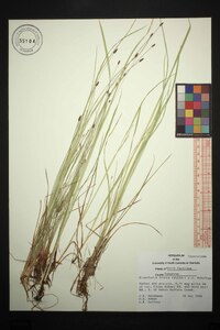 Eleocharis tenuis image