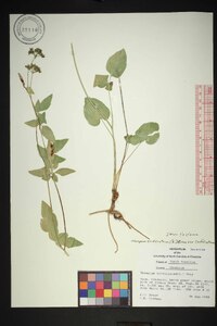 Thaspium trifoliatum image