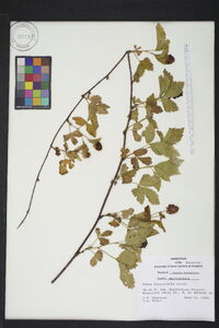 Rubus flagellaris image