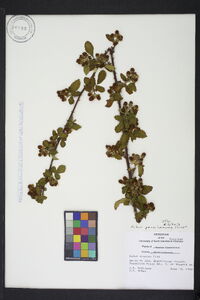 Rubus pensilvanicus image