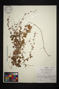 Lespedeza procumbens image