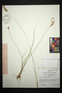 Juncus secundus image