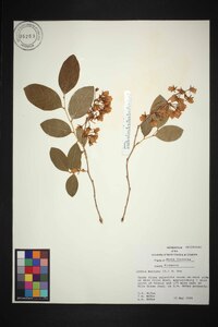 Lyonia mariana image