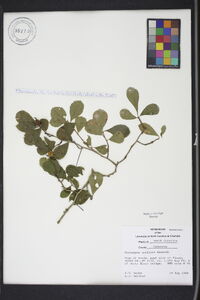 Crataegus uniflora image